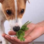 Owner feeds Jack Russell Terrier parsley. Safe spices for dogs include oregano, parsley, and coriander. They're packed with nutritional benefits for your dog's health.