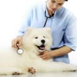 Happy Samoyed at vet's office. Don't go it alone when it comes to your dog's health. Consult the experts and use vet tips to keep your furry friend healthy and happy.