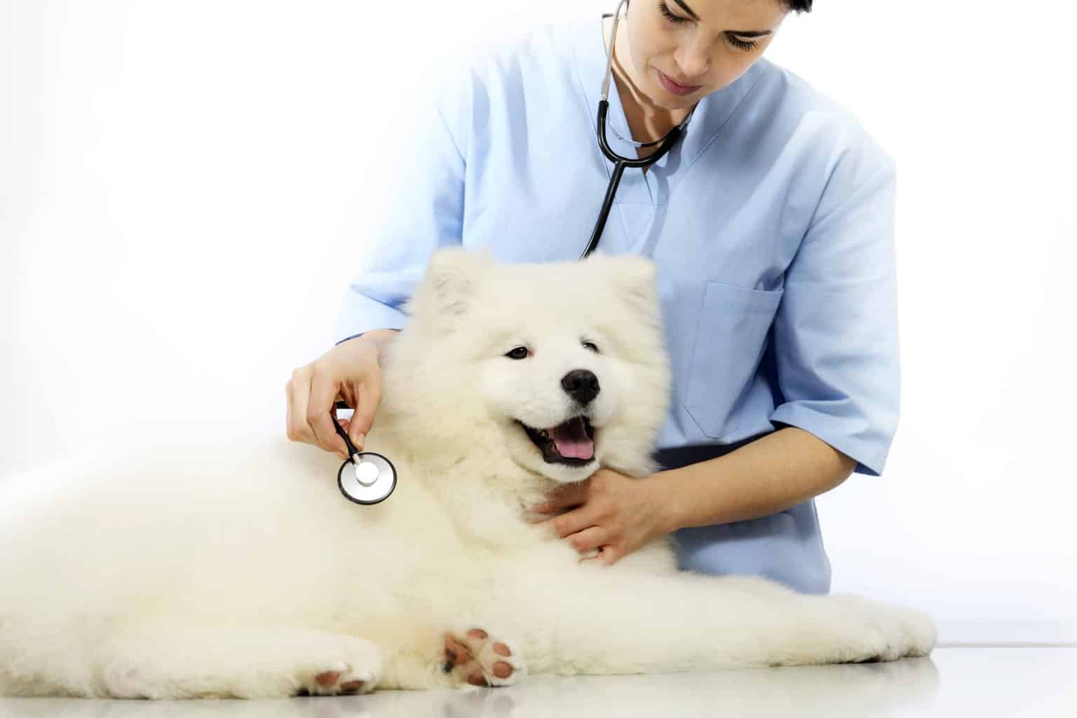 Happy Samoyed at vet's office. Don't go it alone when it comes to your dog's health. Consult the experts and use vet tips to keep your furry friend healthy and happy.