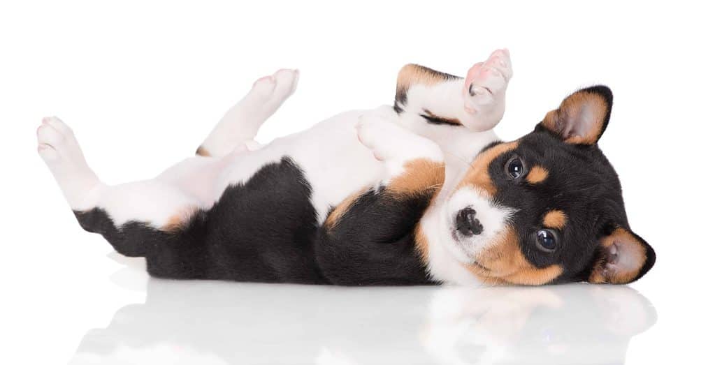 Basenji puppy on white background. Basenji puppies can be challenging to train. Not only do the dogs have a high prey drive, but they also are known for being independent, stubborn, and intelligent.
