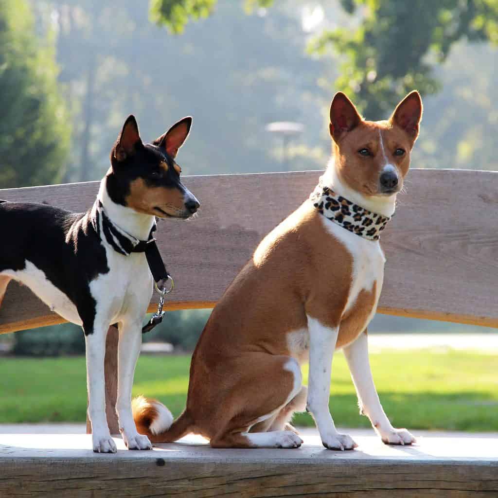 The Basenji has erect ears, a short coat, almond-shaped eyes, an incredibly expressive face, and curled tail.