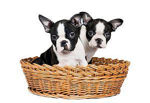 Pair of Boston Terrier puppies in a basket.