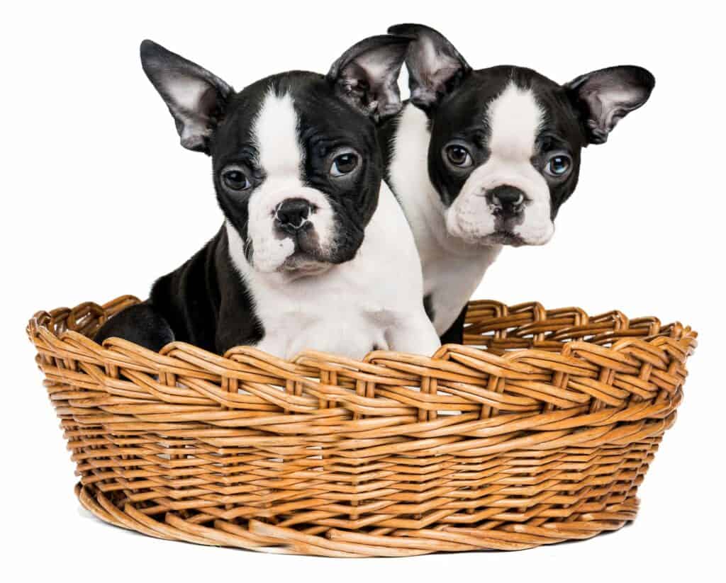 Pair of Boston Terrier puppies in a basket.