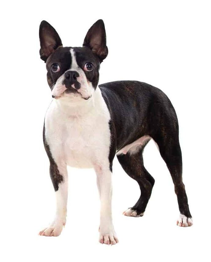 Boston Terrier: Bright, friendly, energetic, and loving dog breed that makes a great companion for people of all ages.