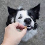 Owner gives Border Collie dog treat. CBD dog treats can help improve joint mobility, reduce anxiety, slow cancer growth, improve digestive issues, and fight allergies.
