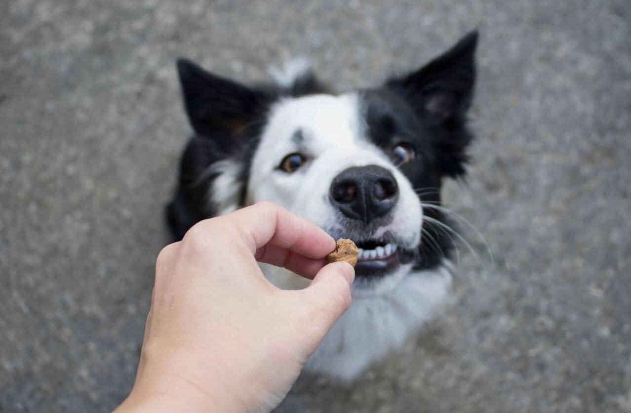 Owner gives Border Collie dog treat. CBD dog treats can help improve joint mobility, reduce anxiety, slow cancer growth, improve digestive issues, and fight allergies.