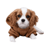 Cavalier King Charles Spaniels, known for their adorable appearance and great personalities, make ideal companions for first-time dog owners.