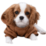 Cavalier King Charles Spaniels, known for their adorable appearance and great personalities, make ideal companions for first-time dog owners.