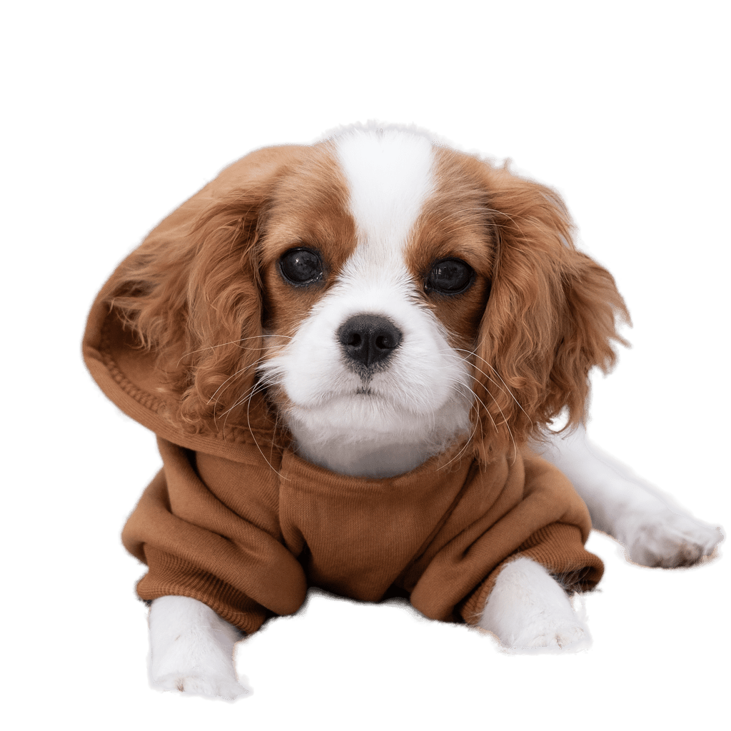 what should i feed my cavalier king charles puppy