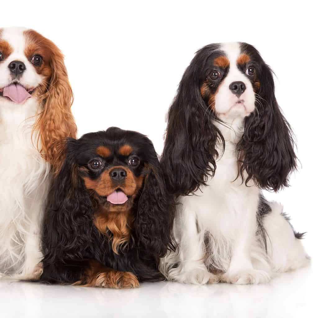 Cavalier King Spaniel dogs' long coats come in several colors, including Blenheim (red and white), black and tan, tricolor, and ruby.