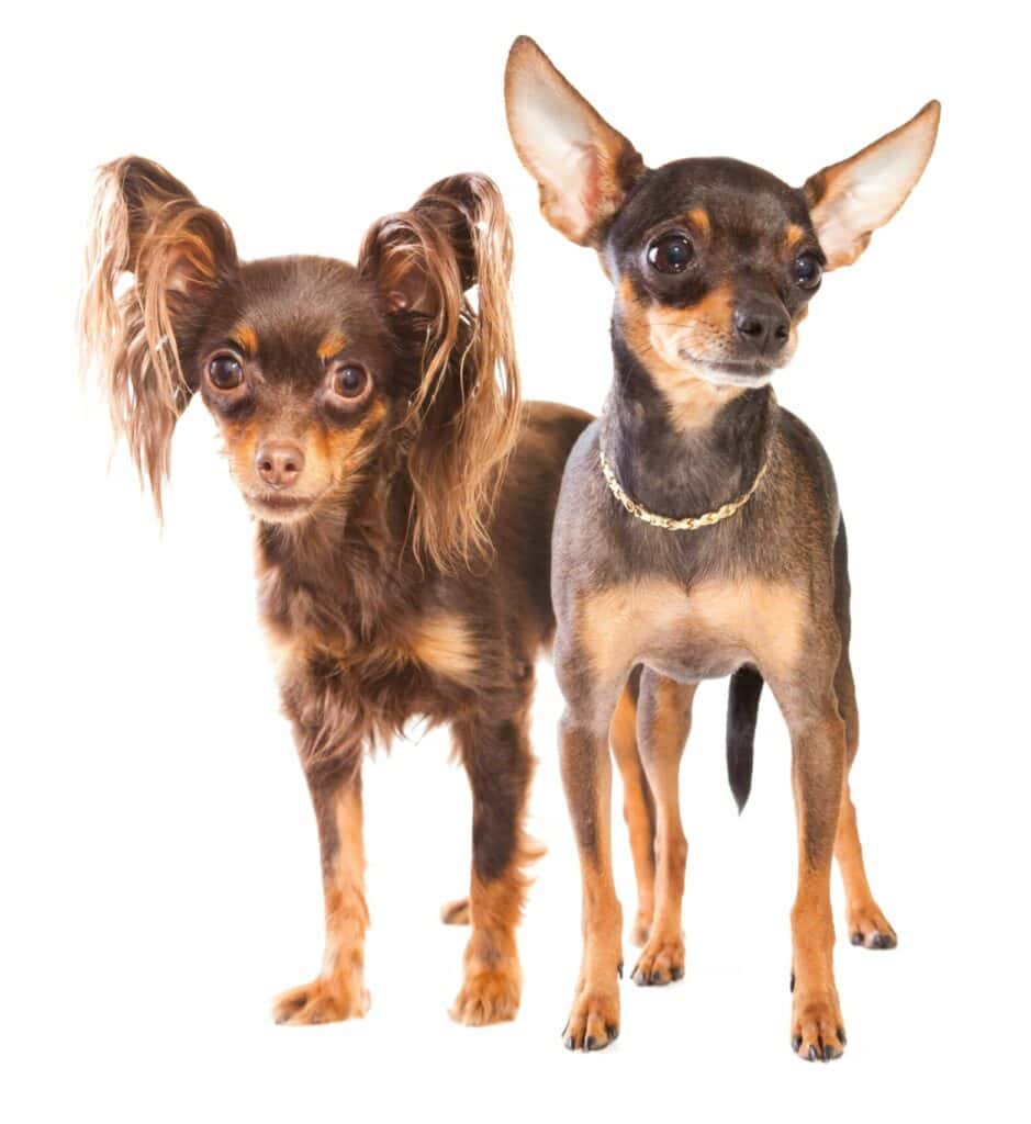 Pair or Russian Toy Dogs on white background.