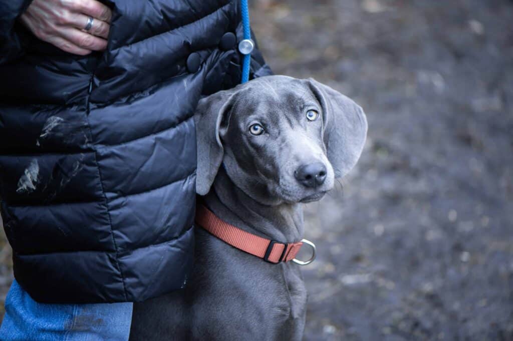 The Weimaraner has a desire and willingness to please and is easy to train. With the correct training methods, such as positive reinforcement, the training process for this breed will be simple and quick, especially at a young age