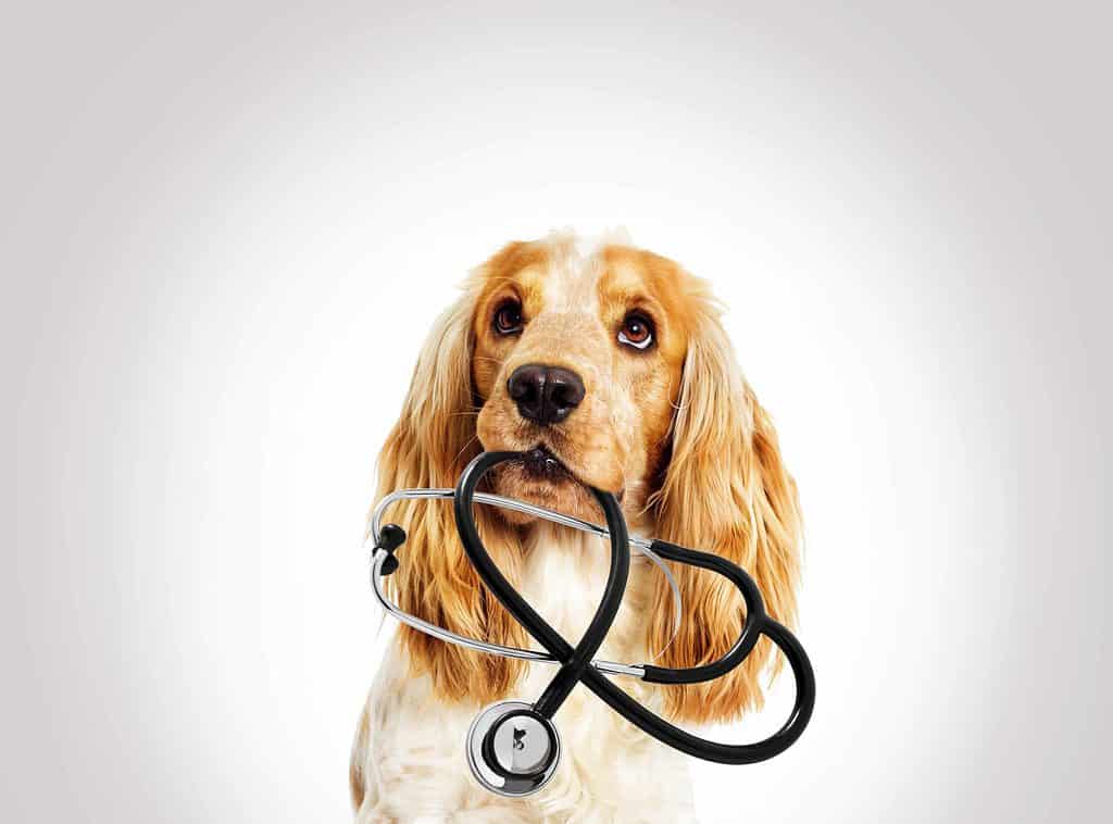 Photo illustration for common dog health problems. Use these tips to watch for seven common dog health problems and understand treatment options you can use to keep your pup happy and healthy.