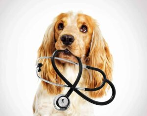 Photo illustration for common dog health problems. Use these tips to watch for seven common dog health problems and understand treatment options you can use to keep your pup happy and healthy.