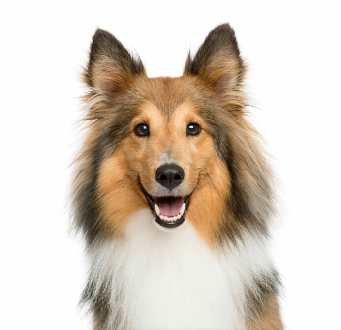 Collie shows its teeth in a happy smile. Do dogs smile? Your dog uses its face to communicate, so use this helpful guide to understand what dog facial expressions mean.
