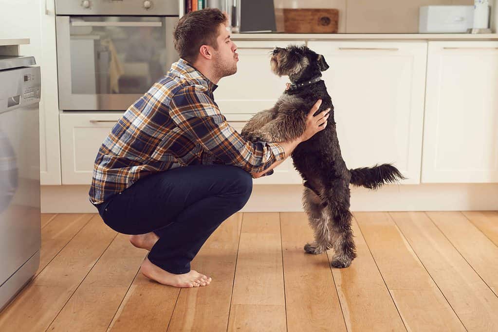 Man talks to schnauzer. If your dog doesn't listen to you, it may be a training issue or an underlying health condition. Understand the problem to find a solution.