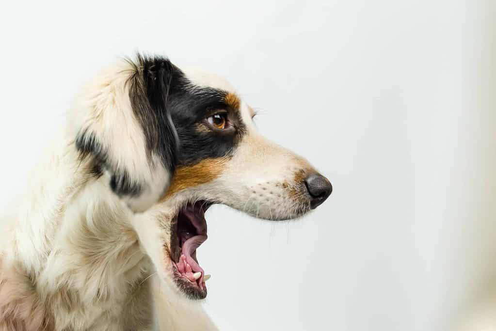 Dog growl: Recognize warning, aggressive, play, frustration growls