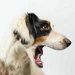 Photo illustration of dog growling. A warning growl tells the other person or animal not to come any closer. It is deep and rumbling, somewhat like thunder. It will grow louder as you approach the dog (which you definitely shouldn't do).