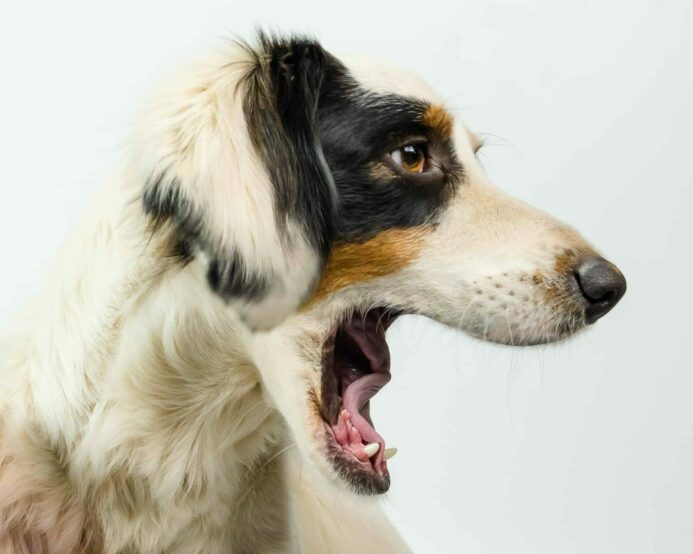 Photo illustration of dog growls. 