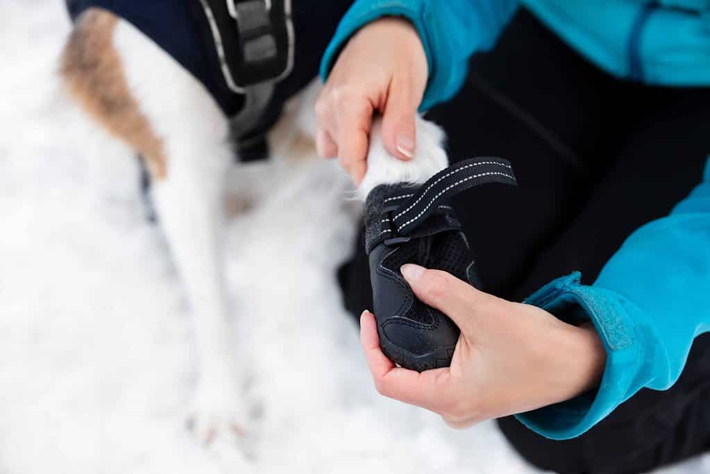 Owner puts on dog booties before walking in snow. Prevent paw injuries by using booties in snowy weather.
