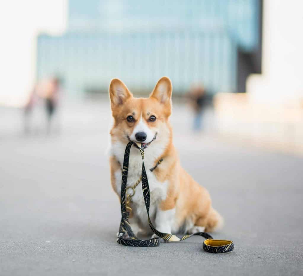 Happy corgi holds a dog leash in its mouth. Avoid dog walk mistakes: Pay attention to the weather, watch for strange dogs, reward good behavior, switch your route, and use a long leash.