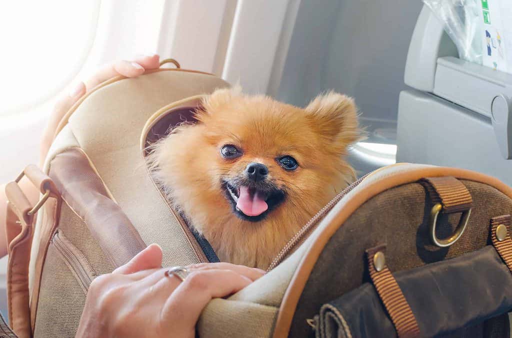 Pomeranian peeks out of travel bag on airplane. Understand the rules before you book a flight with your dog. Different regulations apply based on factors like your dog's size.