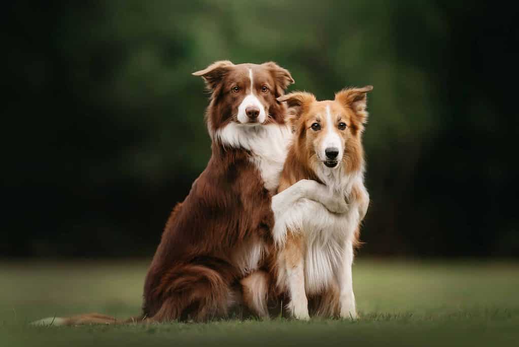 Pair of Border Collies cuddle. While you should consider the gender of the second dog when adopting another dog, it's not the only thing that matters.