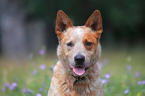 Australian Cattle Dogs, also called Blue Heelers, are intelligent, driven, and determined herding dogs.