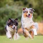 Australian Shepherds are intelligent, energetic dogs that require a lot of exercise. They are quick learners and excel at dog sports such as agility, flyball, and frisbee.