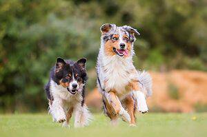 Australian Shepherds are intelligent, energetic dogs that require a lot of exercise. They are quick learners and excel at dog sports such as agility, flyball, and frisbee.