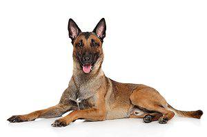 The Belgian Malinois is an intelligent breed eager to please and quick to learn new things.