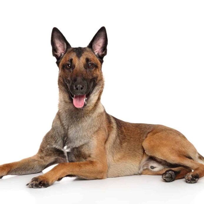 The Belgian Malinois is an intelligent breed eager to please and quick to learn new things.