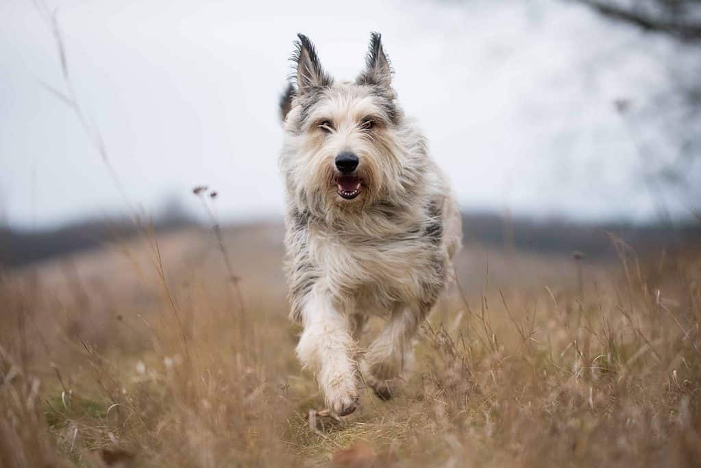 Berger Picards are intelligent dogs that are easy to train.