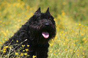 The Bouvier des Flandres is a large, rugged dog breed originally developed in Belgium for farm work and cattle herding.
