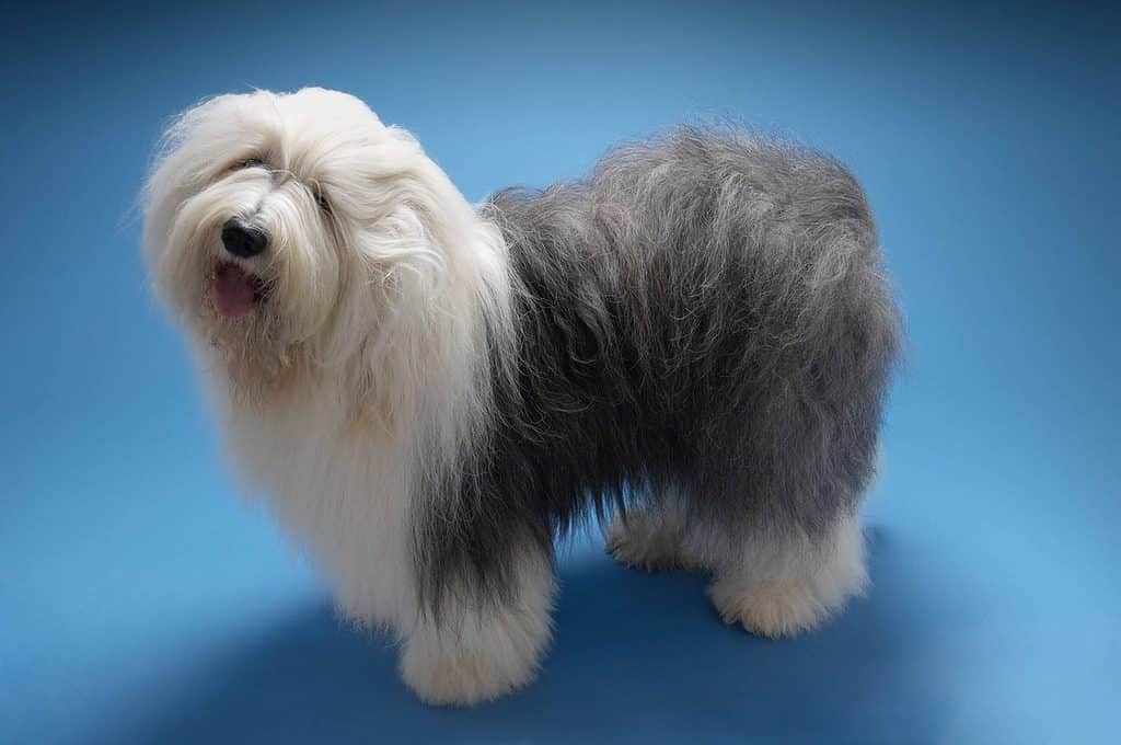 English Sheepdogs have a strong herding instinct. They may try to "herd" children by nipping at their heels.
