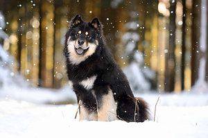 Finnish Lapphunds were used as reindeer herders, hunters, and watchdogs.
