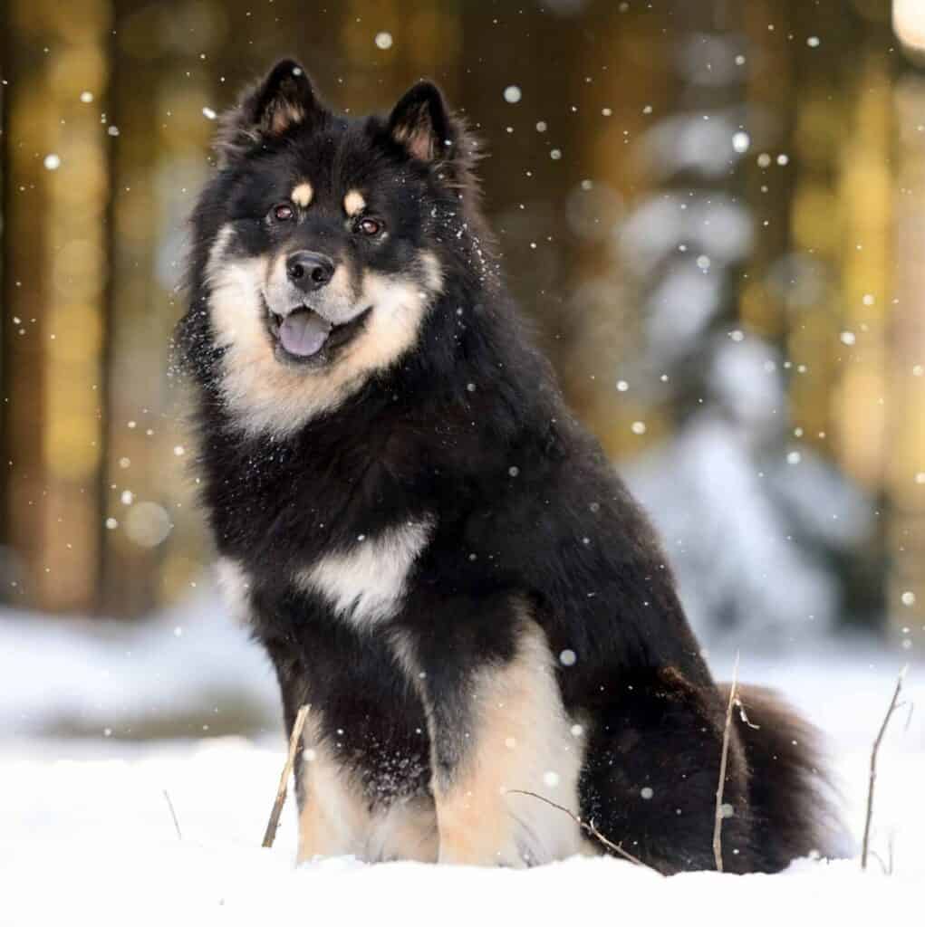 Finnish Lapphunds were used as reindeer herders, hunters, and watchdogs.