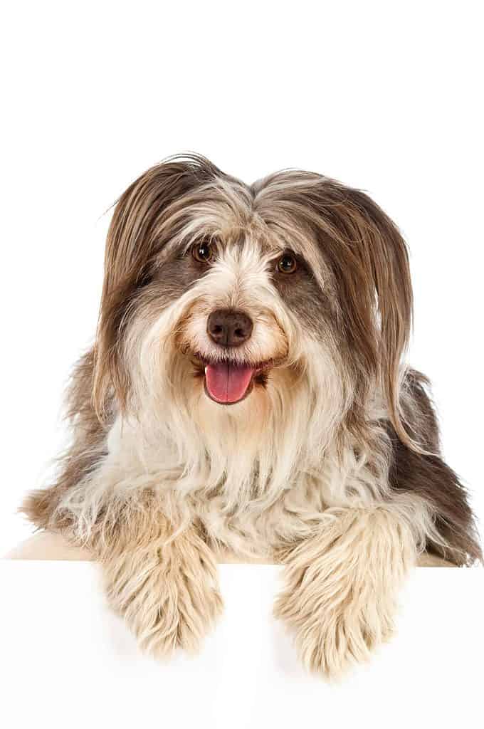 Bearded Collies were initially bred as working dogs.