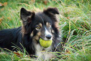 The Border Collie is known for its intense stare, or "sheepdog gaze," which is used to herd sheep.