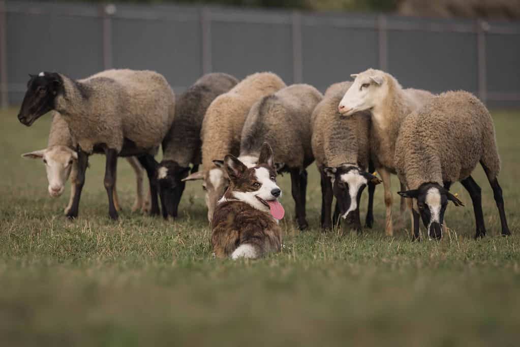 Happy Pembroke Welsh Corgi herds sheep. The Pembroke Welsh corgi is a herding dog breed that is small in size but big in personality. They are known for being friendly and affectionate dogs.