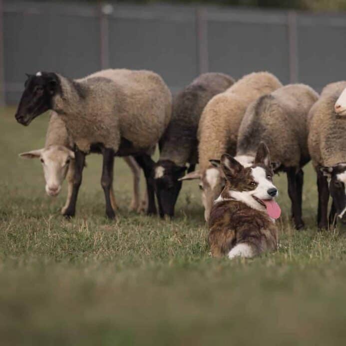 Happy Pembroke Welsh Corgi herds sheep. The Pembroke Welsh corgi is a herding dog breed that is small in size but big in personality. They are known for being friendly and affectionate dogs.