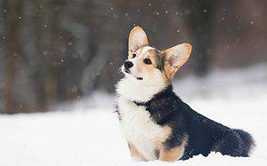 The Pembroke Welsh Corgi was initially bred to herd cattle.