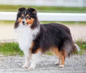 Shetland Sheepdogs are intelligent, loyal, hardworking dogs that make excellent companions.