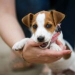 Jack Russell Terrier bites owner's hand. Try seven techniques to help redirect and quickly stop your puppy from biting hands and feet.