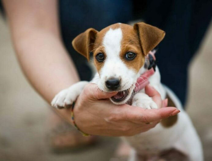 Jack Russell Terrier puppy bites hand. 