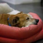 Older dog with canine osteoarthritis snuggles into dog bed.