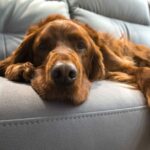 Old golden retriever lies on couch. If your dog is in pain, it may be due to a sudden injury or an ongoing issue. Fortunately, medication like carprofen can help.