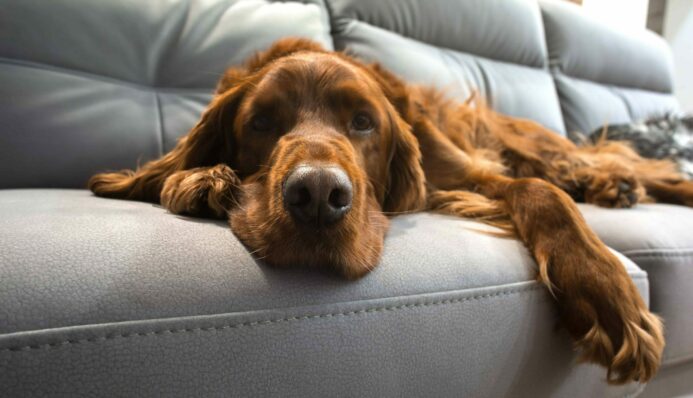 Old golden retriever lies on couch. Medication like carprofen can help dogs in pain.