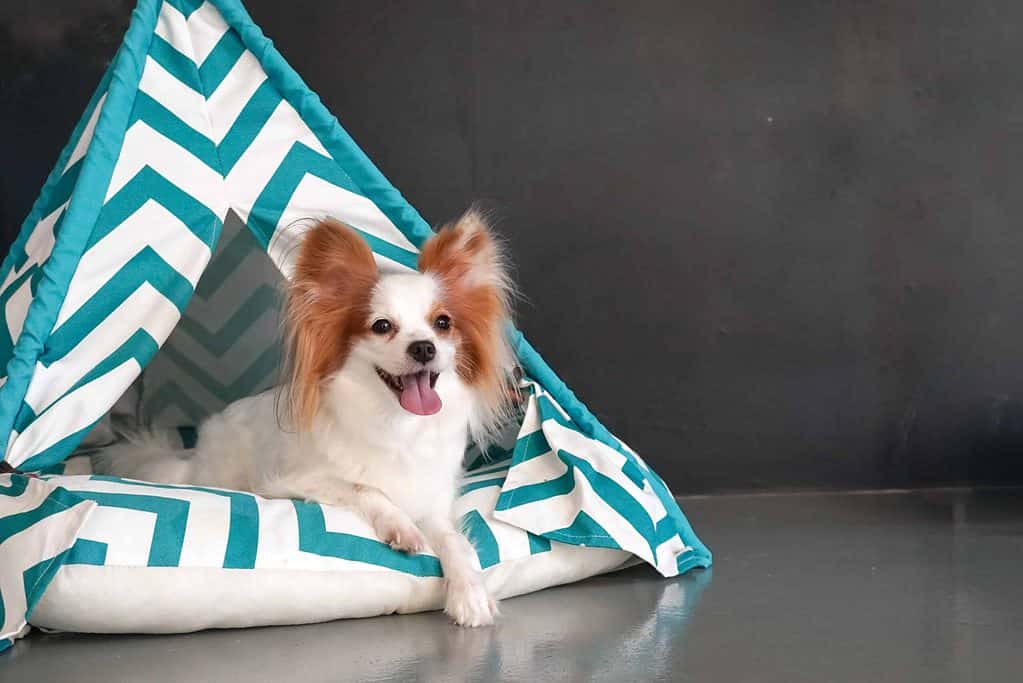 Papillion in dog teepee. A dog teepee is an excellent choice for a pet room. If your dog has trouble settling down and sleeping or tries to get into your bed at night, try a dog teepee.