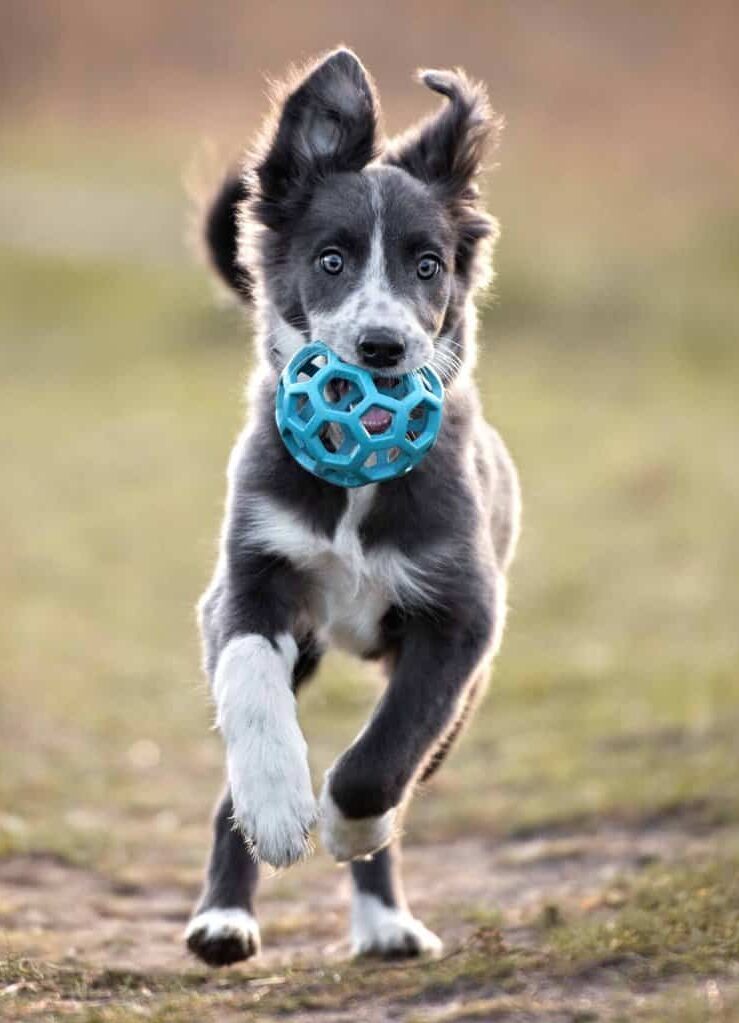Happy Border Collie plays with a ball. Use your dog's play style to understand dog temperament. If you want to reduce your dog's assertive or aggressive behavior, it's essential to set boundaries and be consistent. You can help passive pets build their confidence by exposing them to positive experiences.